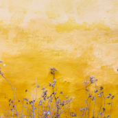 flowers against a yellow wall