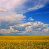 IP landscape 2024 cloudy blue sky and yellow field