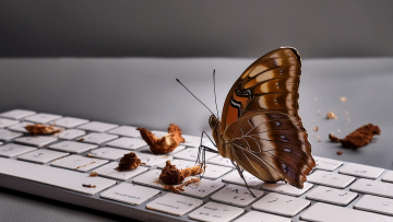 Un papillon et des miettes sur un clavier Apple 