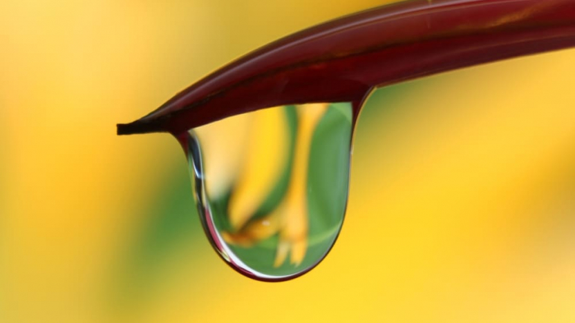 gouttelettes d'eau prennent leur baiser d'or